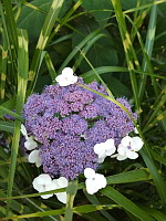 Hortensia de Virginie (Hydrangea arborescens)(ph. Mrugala F., Villars-les-Dombes, Parc des oiseaux, juil 2020)(3)